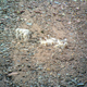 Image for article titled Hunting Alaska's Most Elusive Big Game